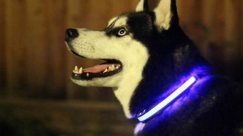 Dog Collar: LED Light Up Collar