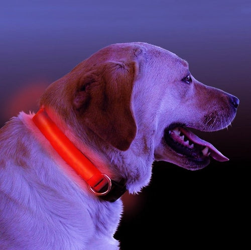 Dog Collar: LED Light Up Collar
